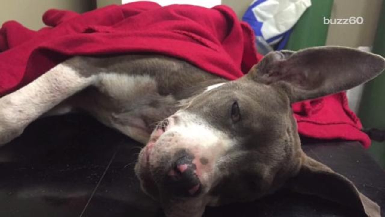 Puppy Nearly Euthanized Given Second Chance at Life
