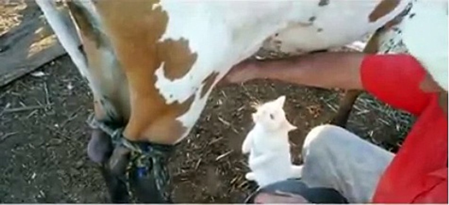 A Funny Video