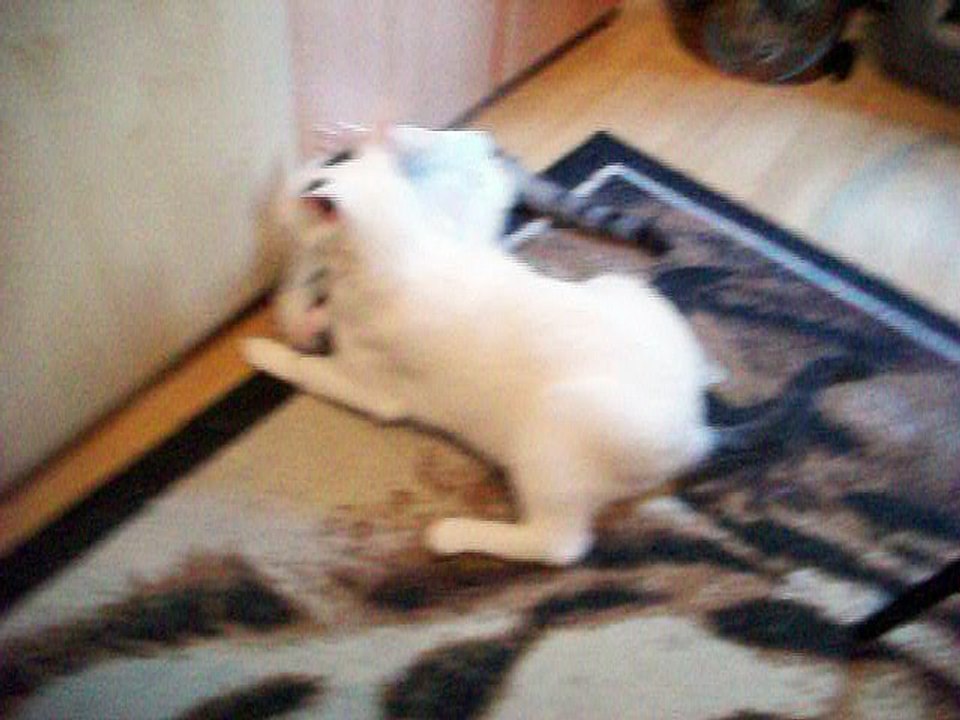 Harvey und Vinzent am 30.07.2016