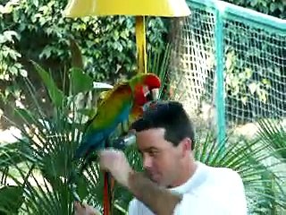 חיות מצחיקות - תוכים חכמים מאוד עושים דברים מיוחדים
