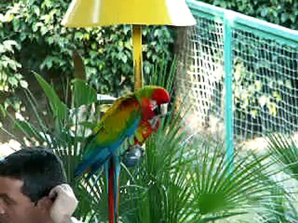 תוכים בחמת גדר עושים הצגה Funny Animals