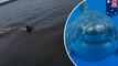 Shark attack: Great white shark encounter is close call for Australian kayaker - TomoNews