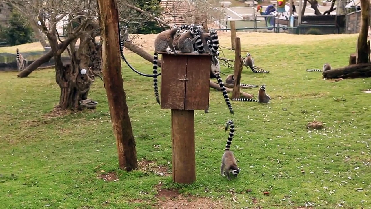 world of wildlife - Lemurs of Madagascar, Ring-Tailed Lemurs