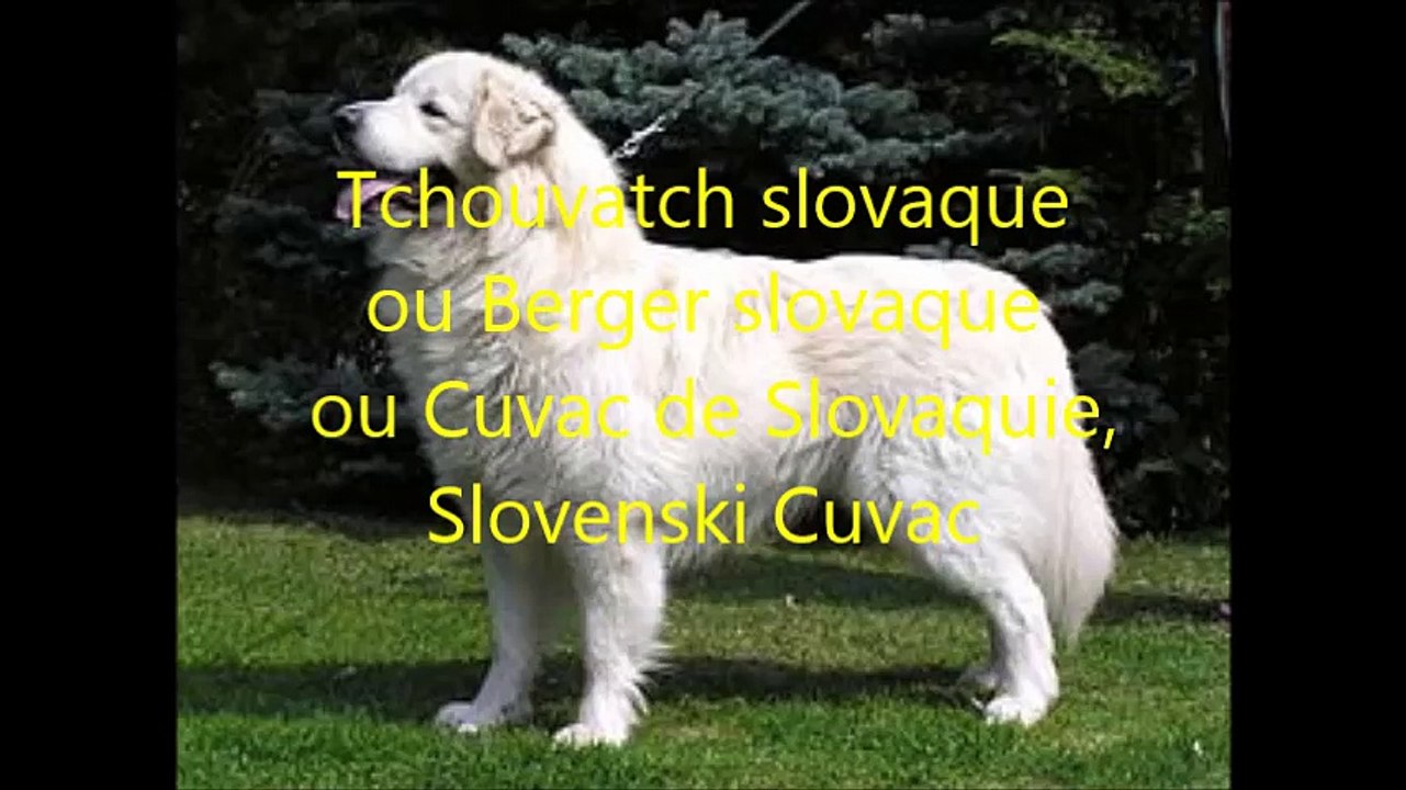 berger de Slovaquie sa fiche en vidéo