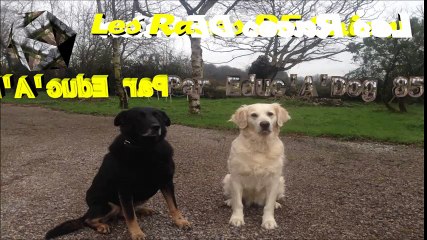 bouvier des ardennes sa fiche en vidéo