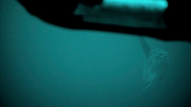 Un poisson sous marin géant mola mola filmé par un robot