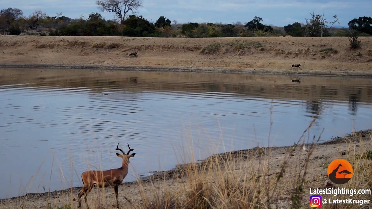 Combat entre une gazelle, des chiens sauvages, un crocodile et des hippopotames !