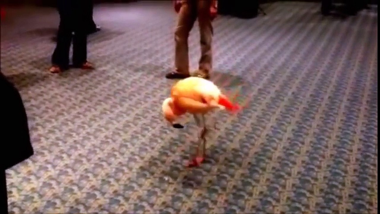 Ce Flamand Rose danse sur du metal en cercle hahaha