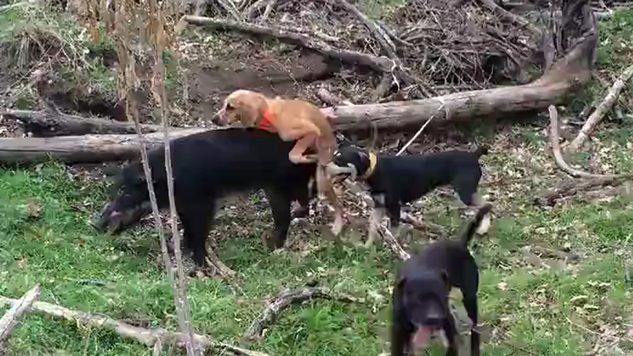 Quand les chiens partent à la chasse au sanglier