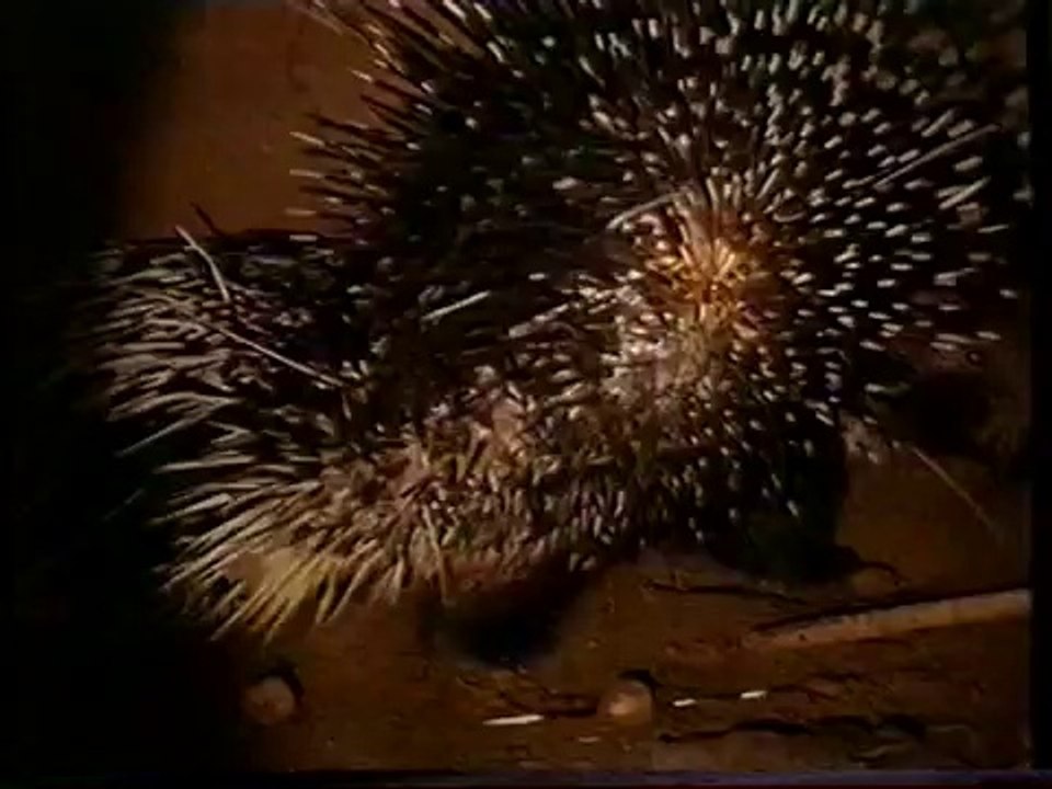 The Really Wild Show