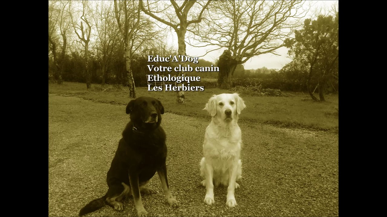 club canin vendée Educ'A'Dog