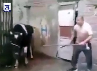 گائے نے کسائی کو ایسی لات ماری کہ جان کی بازی ہار گیا