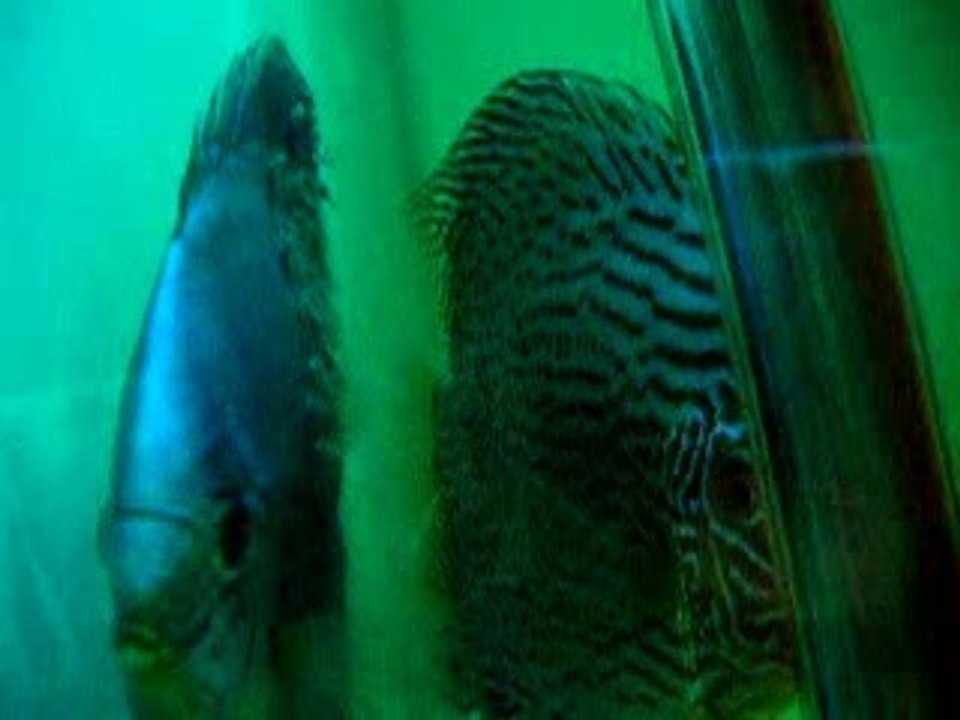 petits avec leur parents