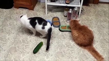 KEDiLERiN KABUSU ( SALATALIK )