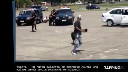 Brésil : Un chien policier se retourne contre son maître après avoir rattrapé un suspect