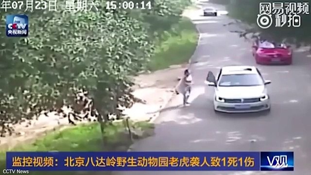 tiger attacks woman at zoo Tiger Attacks Woman in Chinese Safari Park (Viral Video)