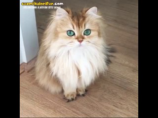 Gözlerinin Yeşilinde Kaybolmak İsteyeceğiniz Kedi