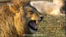 Amazing laughing Lion(Funny Video)(HD)