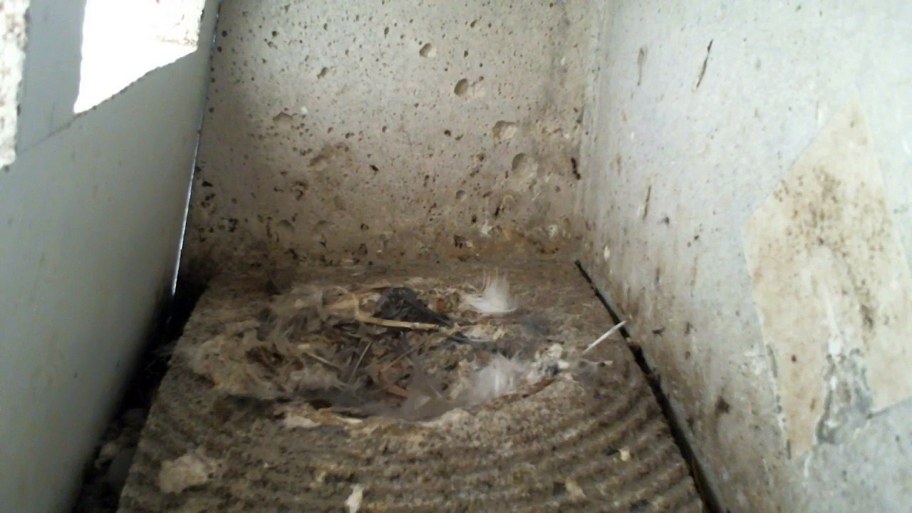 Mauersegler Nestcam 2016.34 - 30. Juli - Ausgeflogen