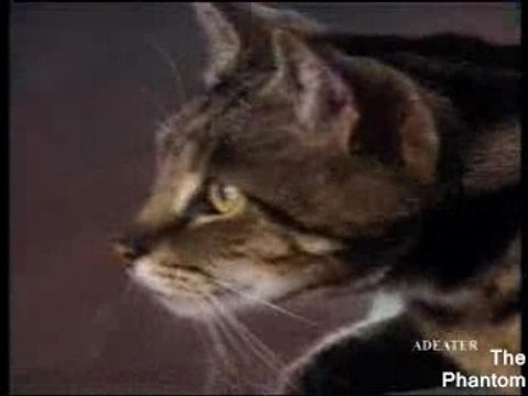 Chien attaque Chat,Humour