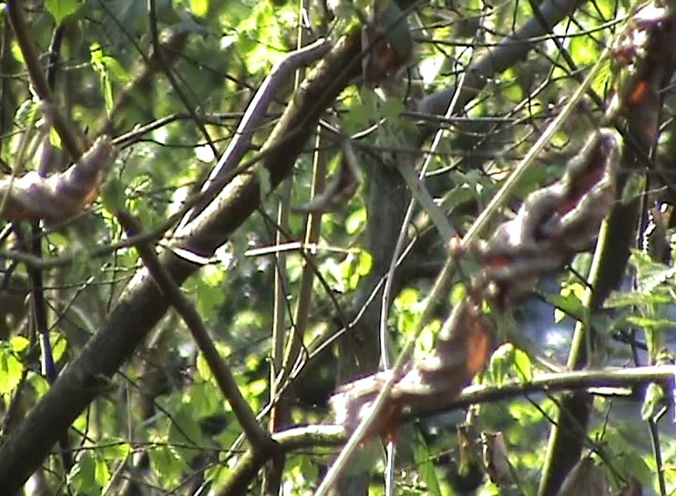 Dieselpower auf der Angertalbahn (Kalkbahn), 2x Ludmilla BR232, TKSE Mak G1206