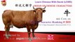 Origin of Chinese Characters  0569 牛 Cow, Ox -Learn Chinese with Flash Cards