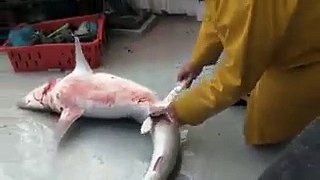 What Happened When a Man Cut the Shark .. Must Watch