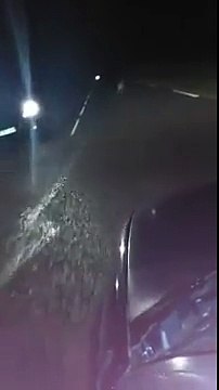 Le kangourou qui s'est échappé de la forêt de Lyons (27)