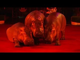 Hippos are the stars of a Siberian circus show