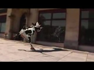 Dancing cow funny cartoon
