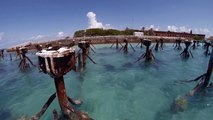 Snorkeling the Coal Pilings at Fort Jefferson, Dry Tortugas National Park