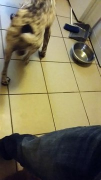 Chiots cocker anglais à 5 semaines