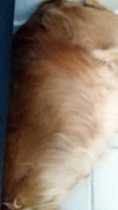 Chiots Cocker à j-2 avant la mise bas