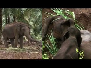 Baby elephant returns in search of dead mother