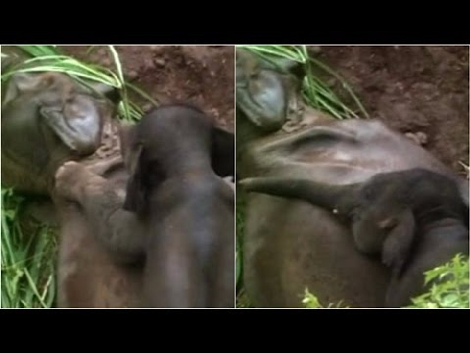 Heartbreaking video: Elephant tries to wake up...