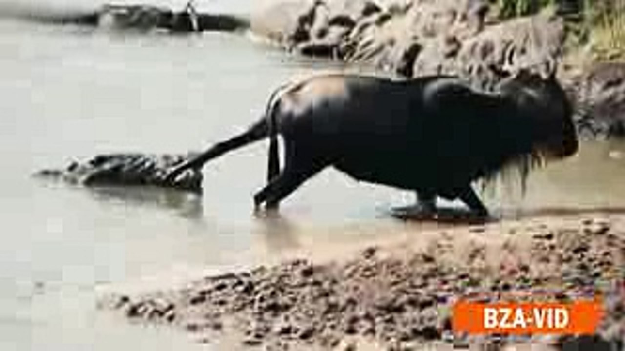 Thor vs. huge crocodile | Struggle for survival