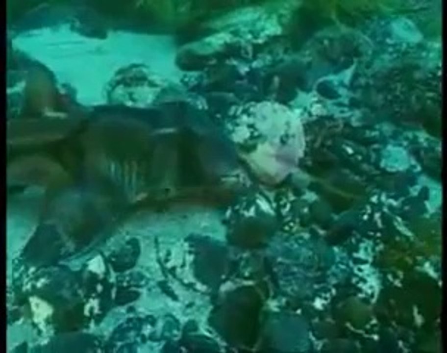 Shark story; les requins d'Australie