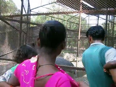 we saw a beautiful foreign bird in the cage,it has amezing looks