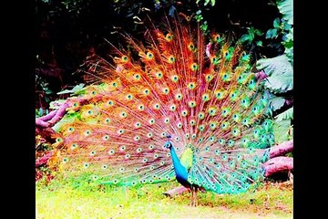 สายัณห์ สัญญา - ชุด แด่...คนชื่อเจี๊ยบ by Nong Love