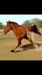 Two Legs Horse Amazing Video Must watch