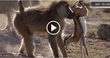 LION-vs-BABOON-REAL-FIGHT--LION-ATTACK-BABOON-EXCLUSIVE-2016