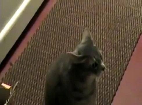 Quand ton chat ne sait pas miauler... Heeeeyy