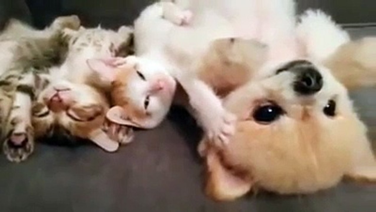 Cute puppy and kittens