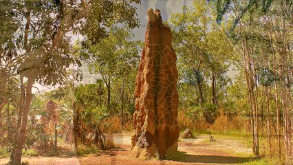 Hayvanlar Tarafından İNŞA EDİLMİŞ 5 İNANILMAZ YAPI