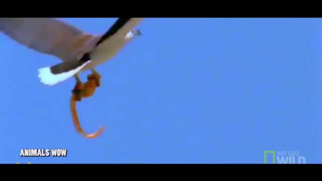 Most Amazing Wild Animal Attacks - Snake vs Mongoose - Eagle vs Snake Real Fight