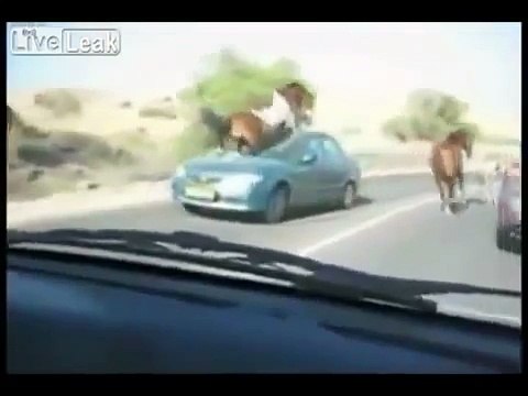 guardate cosa succede a questo cavallo