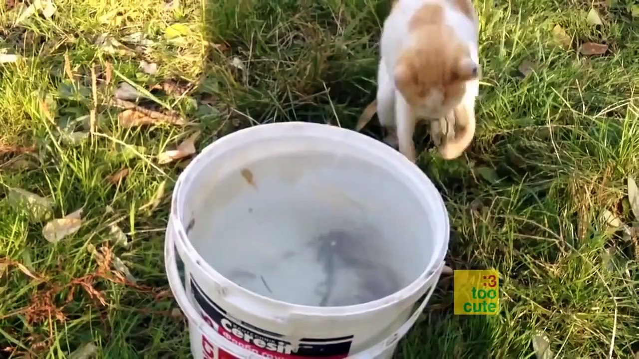 Beste lustige Katzen und Hunde 2016