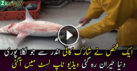 What Happened When a Man Cut the Shark