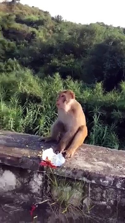 monkey on blast
