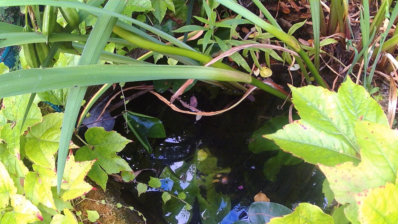 Fond de bassin